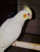Lutino male pakhi